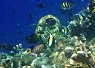 Clownfish swimming among coral in a vibrant underwater reef scene