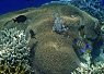 Underwater scene showing a coral reef with various corals and a clownfish near the center