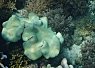 Large white and pale green coral formation surrounded by smaller coral and underwater plants on a seabed