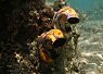 Two brightly colored clownfish swimming near coral in clear tropical sea water with sunlight filtering through