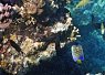 Colorful coral reef with small fish swimming nearby in clear tropical seawater