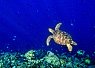 Turtle swimming above coral reef in deep blue sea