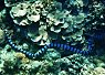 Brightly colored coral reef with a small clownfish nestled among the corals