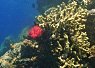 Coral reef underwater with bright red marine life and various coral formations in clear blue water