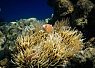 A clownfish swimming among a sea anemone in clear tropical water