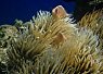 A clownfish nestled among sea anemone tentacles in a vibrant coral reef