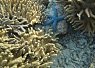 Colorful coral reef with a small bright orange clownfish nestled among the branches