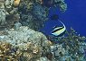 A vibrant coral reef with a blue and yellow tropical fish swimming nearby
