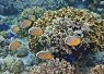 Underwater coral reef teeming with small orange and blue fish swimming among vibrant corals in clear equatorial sea water