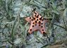 Orange starfish with black spots on a rocky seabed surrounded by seaweed