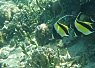 Three colorful tropical fish swimming near coral in clear blue seawater