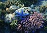 Brightly colored coral formations in clear tropical seawater with a blue starfish resting on the coral