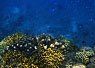 Underwater view showing a colorful coral reef with various coral formations and small fish swimming nearby in clear blue equatorial sea water