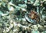 Small fish with distinctive patterns swimming close to a rocky coral reef in clear equatorial sea water