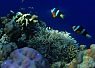 Vibrantly colored coral reef with several small orange and white clownfish swimming among the corals in clear blue water