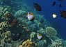 Colorful coral reef with various fish including a small clownfish among the branches