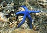 bright blue starfish resting on rocky coral on the sea floor