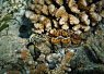 Small clownfish swimming near coral and rocks on a vibrant reef in clear water