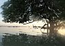 Sunset over a calm sea with a large tree silhouetted in the foreground and soft pink and orange colors in the sky
