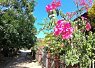 Bright pink flowers in bloom on a sunny pathway with buildings and greenery in the background