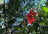 Bright red hibiscus flower against green palm leaves and blue sky