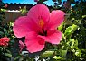 Bright pink hibiscus flower in full bloom with green leaves and sunlight in the background