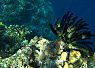 Vibrant underwater scene with coral reef and a small clownfish swimming nearby