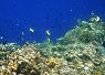Underwater scene showing a coral reef with a clownfish swimming near the colorful corals and marine plants