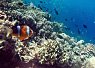 Colorful clownfish swimming near a coral reef in clear blue tropical water