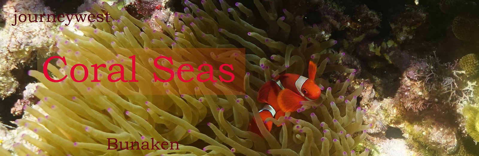 Orange and white clownfish nestled among light green sea anemone with purple tips surrounded by coral reef