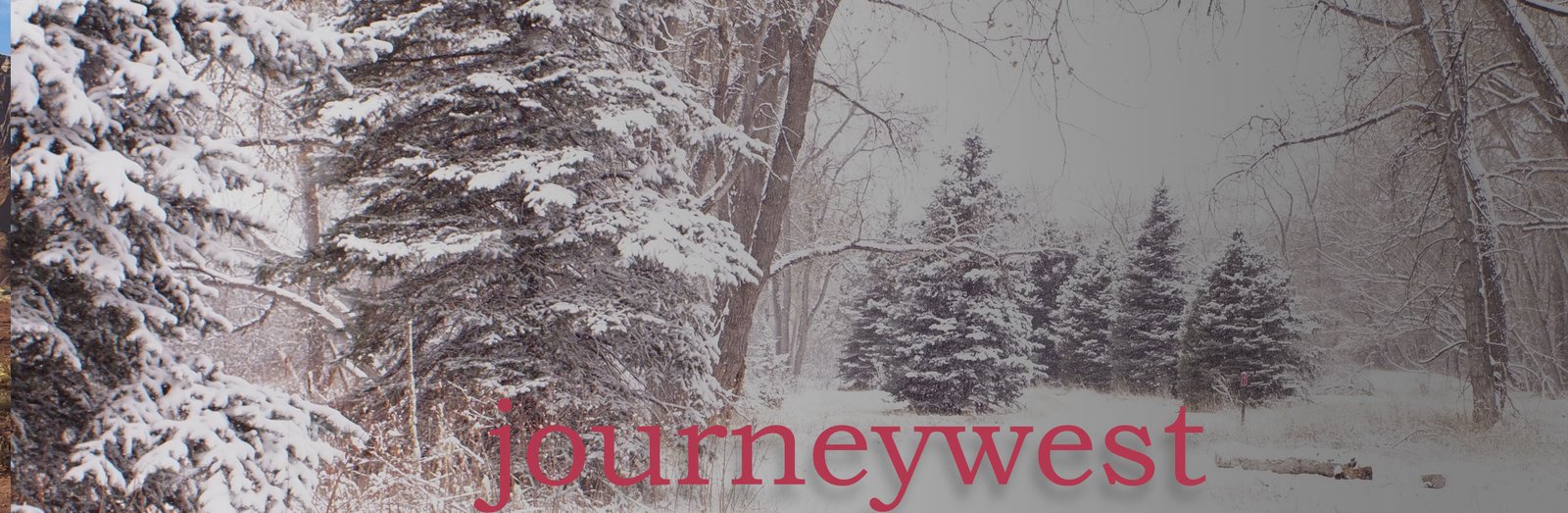 snow-covered evergreen and deciduous trees along a quiet winter forest path