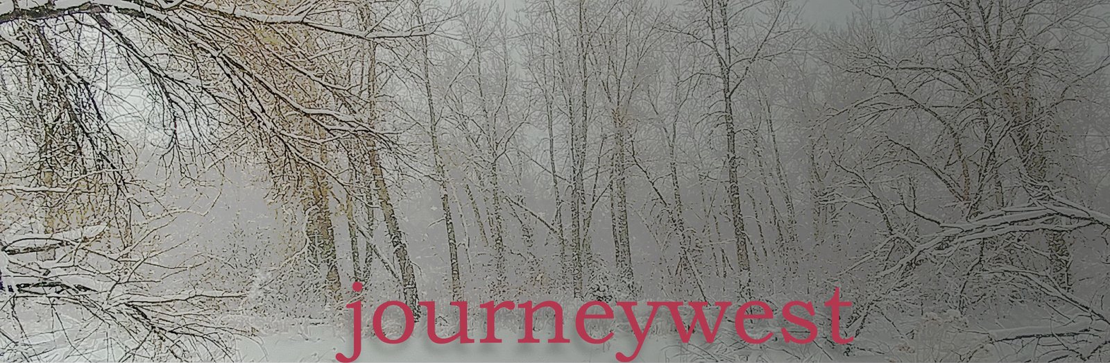 Snow-covered trees and branches creating a quiet, wintry forest scene