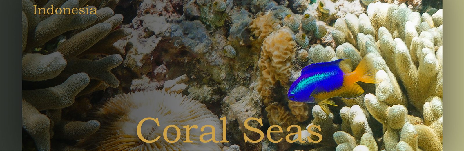 vibrantly colored blue and yellow fish swimming among various corals