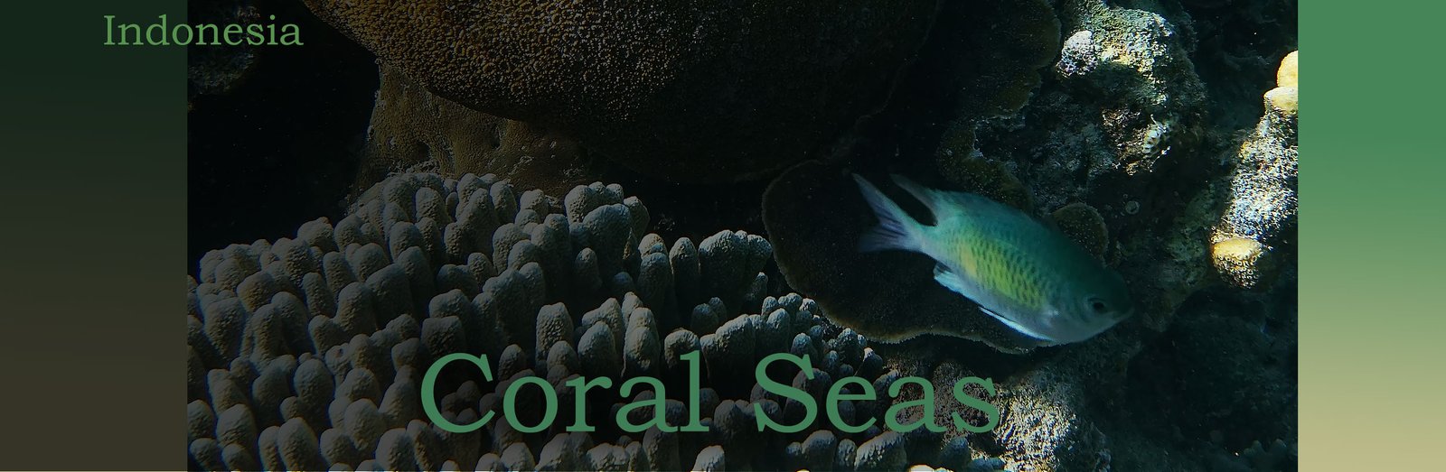 Underwater scene with a small greenish fish swimming near coral formations