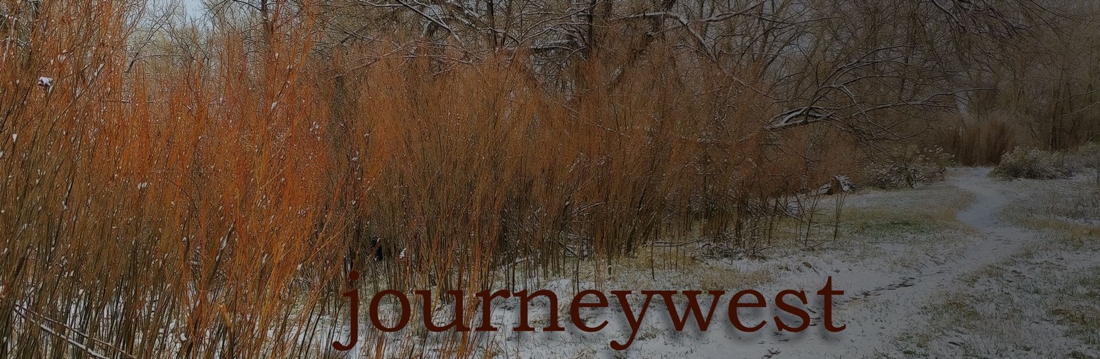 Snow-dusted path winding through leafless trees and tall brown shrubs in a quiet winter landscape