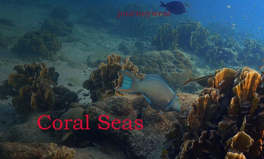 underwater coral reef scene with various corals and a large blue and green fish swimming near the center