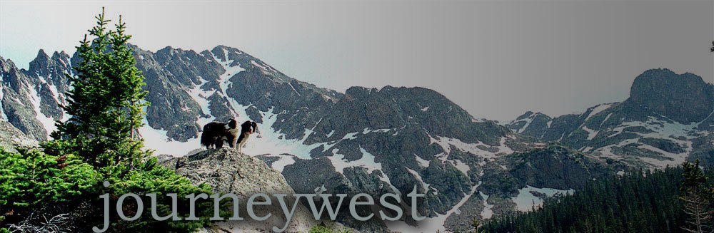 Black and white dog standing on a rock overlooking a mountainous landscape with patches of snow and evergreen trees