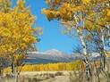 Dirt path leading through a forest of aspens with bright yellow autumn leaves under a clear blue sky, with a mountain visible in the background