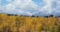 Yellow autumn foliage of a dense forest with snow-capped mountain peaks under a partly cloudy sky in the background
