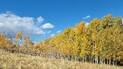 Sloping landscape with golden-yellow aspen trees under a blue sky with scattered white clouds