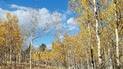Dense grove of tall aspen trees with yellow autumn leaves under a bright blue sky with scattered white clouds