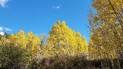 Yellow autumn leaves on tall trees under a clear blue sky with a few small clouds