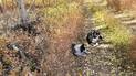 Two dogs resting on a leafy trail surrounded by dry grass and autumn foliage