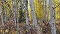 Sunlit grove of slender white-barked trees with yellow autumn leaves and underbrush with mixed colorful foliage