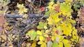 Clusters of yellow and green autumn leaves with several bright red rose hips among dry twigs and branches