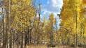 Narrow dirt path winding through a dense grove of tall trees with bright yellow autumn leaves under a partly cloudy blue sky