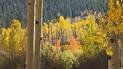 Aspen trees with bright yellow and orange fall foliage against a backdrop of dark green pine forest