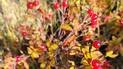 Close-up of bright red berries on branches with yellow and orange autumn leaves