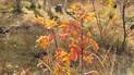 Small plants with bright orange and red autumn leaves surrounded by dry grass and scattered fallen leaves