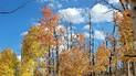 Tall trees with autumn leaves in shades of gold and orange against a bright blue sky with scattered white clouds